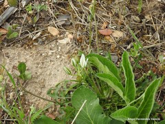 Ornithogalum baeticum