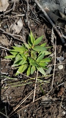 Dichanthelium lanuginosum