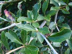 Berberis glaucocarpa
