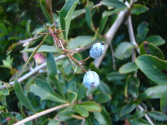 Berberis glaucocarpa