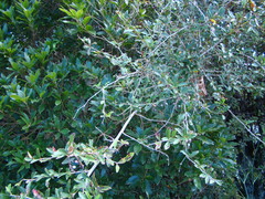 Berberis glaucocarpa