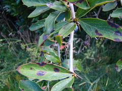 Berberis glaucocarpa