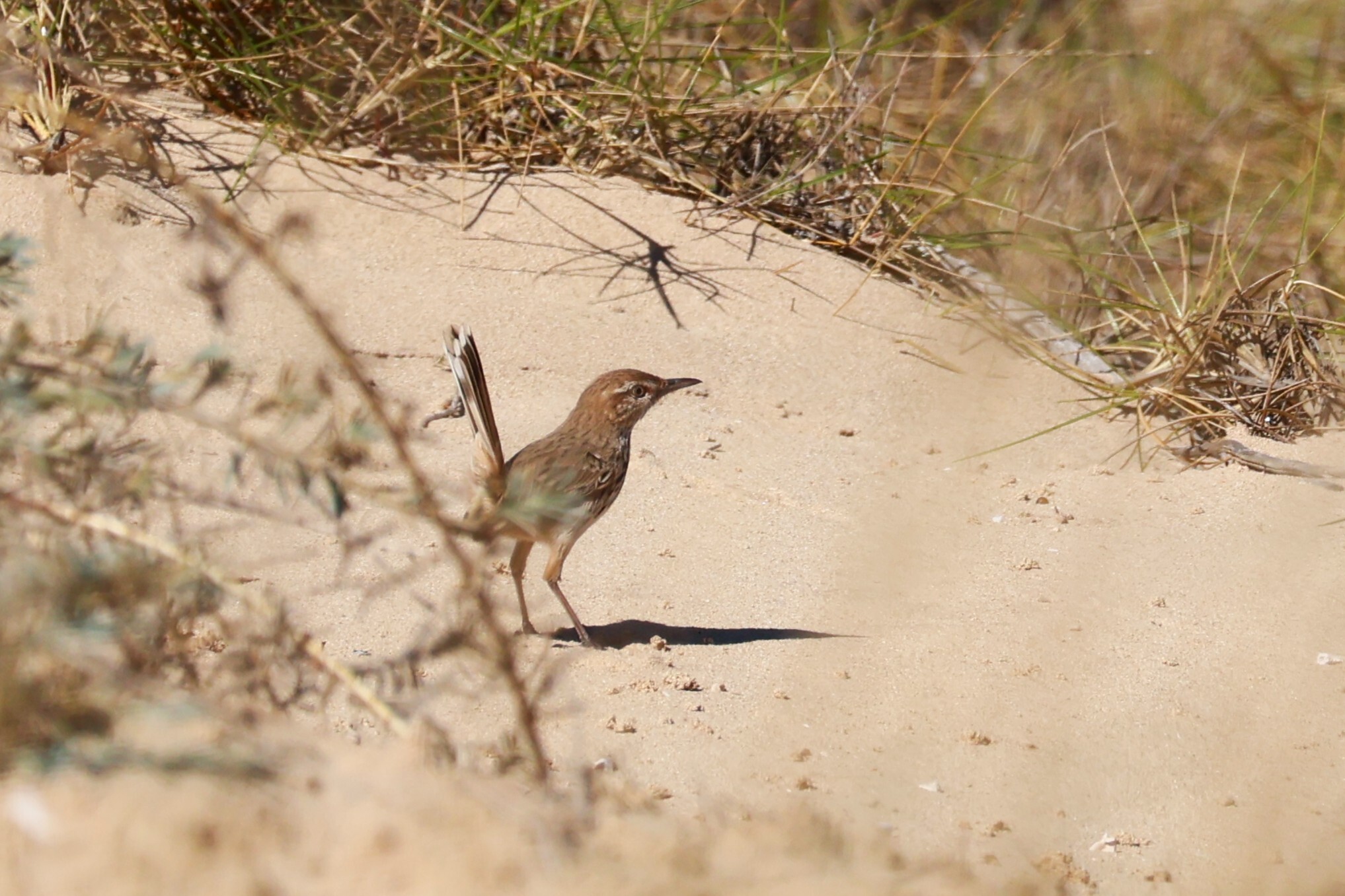 Rufous Fieldwren (Calamanthus campestris), photo 1