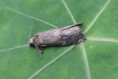 Nystalea ebalea