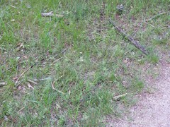 Poa bulbosa vivipara