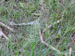 Poa bulbosa vivipara