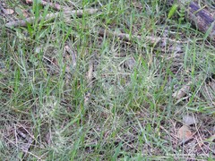 Poa bulbosa vivipara