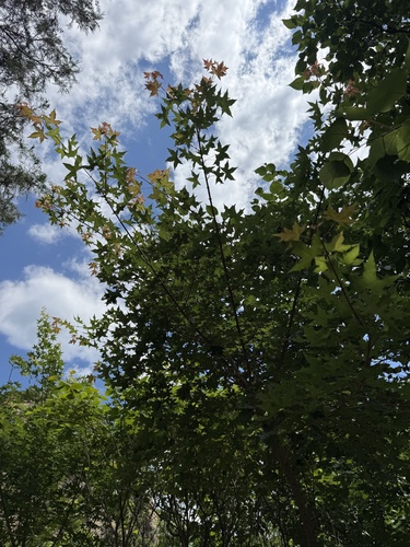 Acer truncatum