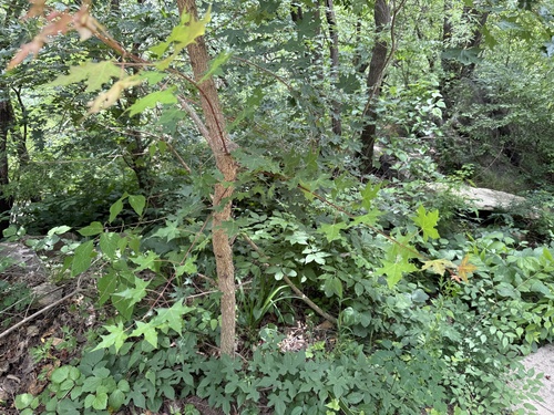Acer truncatum