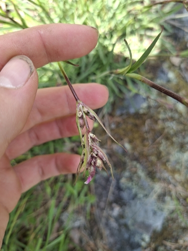 Sticky Catchfly