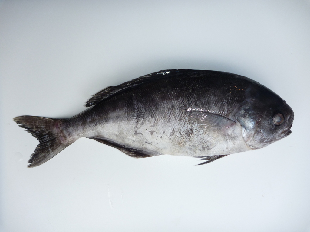African barrelfish (Schedophilus velaini) — Centrolophidae