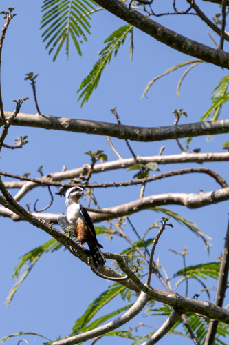 Collared Falconet (Microhierax caerulescens), photo 8