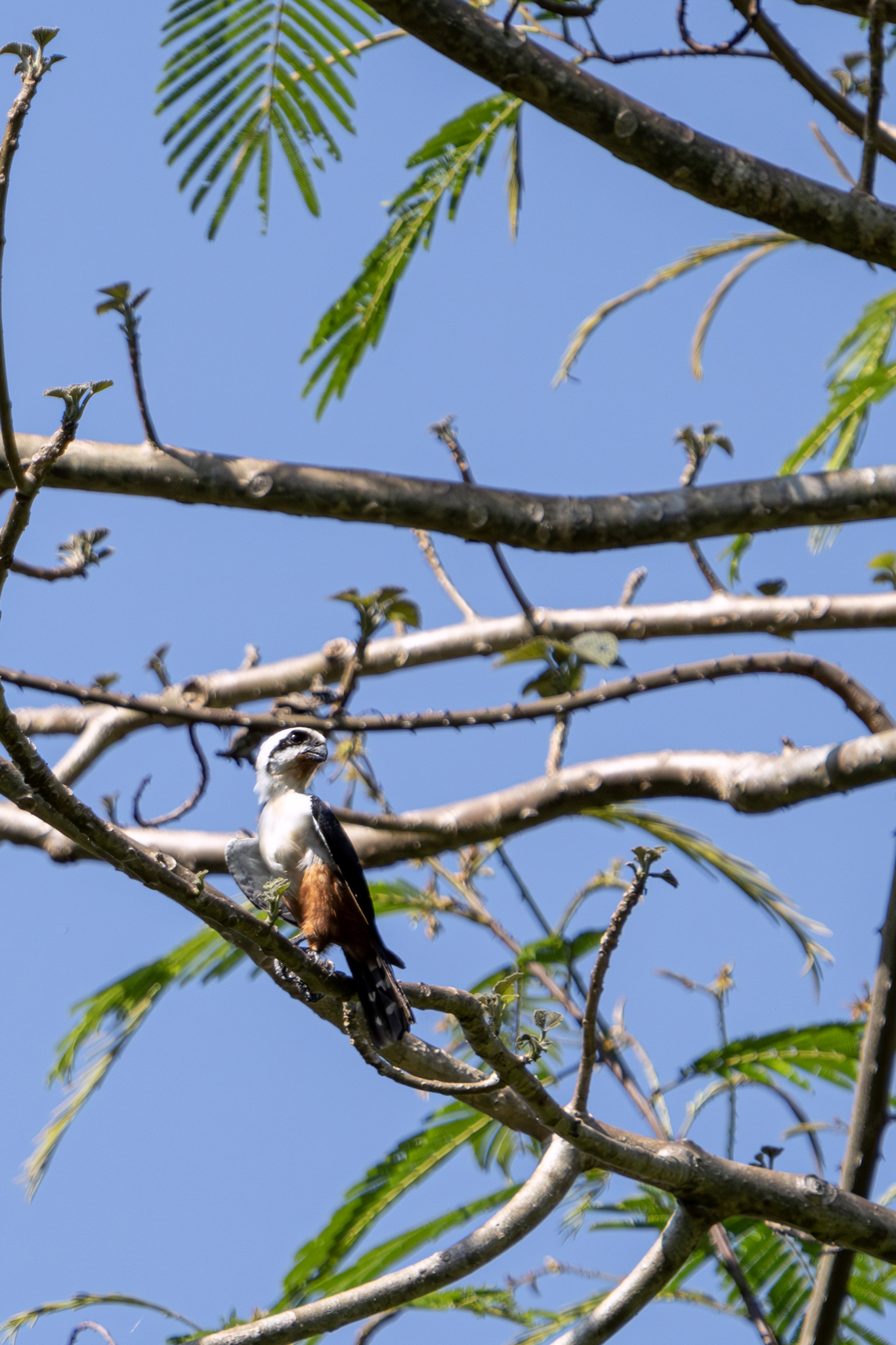 Collared Falconet (Microhierax caerulescens), photo 2
