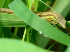 Takydromus sexlineatus
