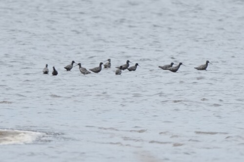 iNaturalist image