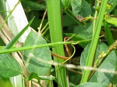 Takydromus sexlineatus