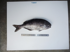 Schedophilus velaini