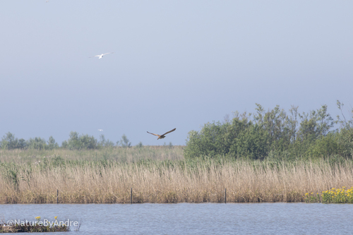 iNaturalist image
