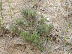 Thymus zygis
