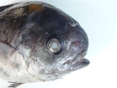 Schedophilus velaini