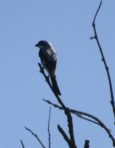 Alcaudón chico (Lanius minor)