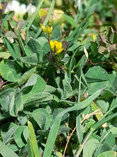 Trifolium micranthum, 2026-05-28