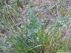 Pimpinella villosa