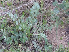 Pimpinella villosa