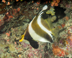 Pennant Bannerfish photo 4