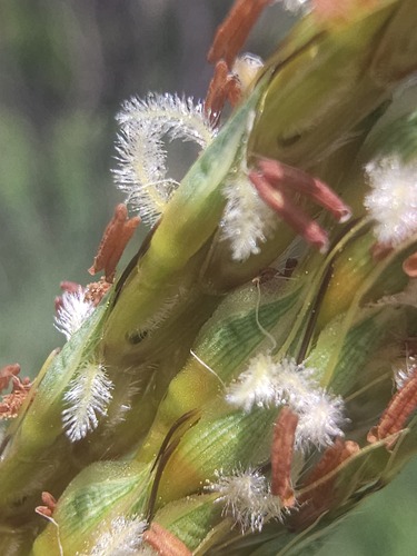 Ischaemum ciliare observed 2026-05-28