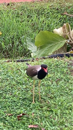 Red-wattled Lapwing