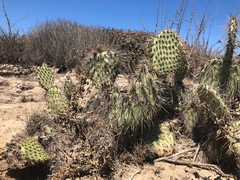 Opuntia oricola