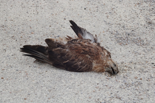 Long-legged Buzzard
