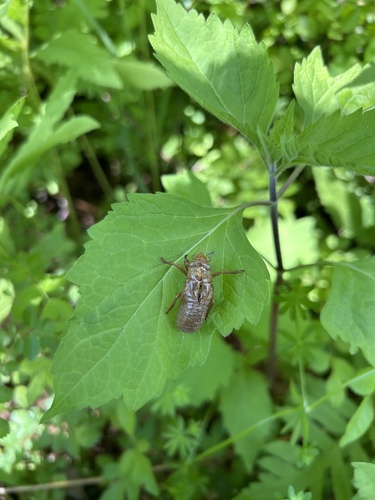 Periodical Cicadas