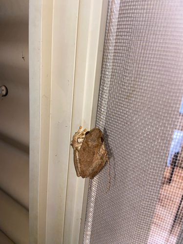 Western Laughing Tree Frog