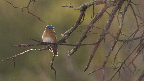 Eastern Bluebird photographed in Arizona