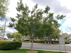 Cupaniopsis anacardioides