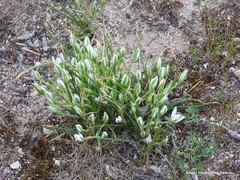 Ornithogalum baeticum