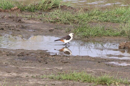 White-headed Buffalo Weaver (Dinemellia dinemelli), photo 1