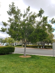 Cupaniopsis anacardioides