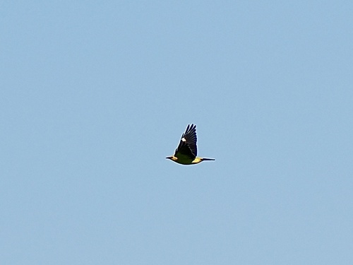 Eurasian Golden Oriole