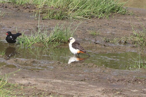 White-headed Buffalo Weaver (Dinemellia dinemelli), photo 2
