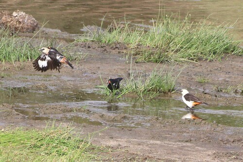White-headed Buffalo Weaver (Dinemellia dinemelli), photo 10