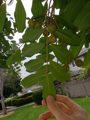 Cupaniopsis anacardioides