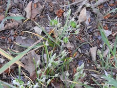 Ornithogalum baeticum