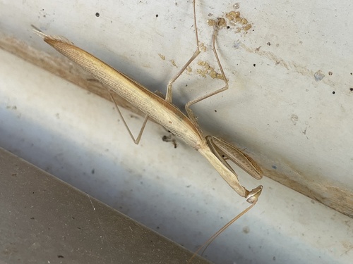 Eight-spot Mantis