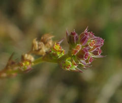 Bupleurum tenuissimum