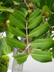 Cupaniopsis anacardioides