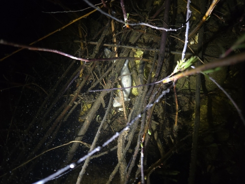 Common Mudpuppy observed by clavanway