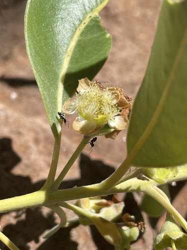 Lophostemon grandiflorus